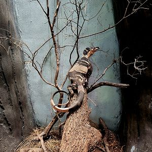 Female Bell's Phase Lace Monitor (Varanus varius)