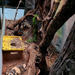 Male Bell's Phase Lace Monitor (Varanus varius)