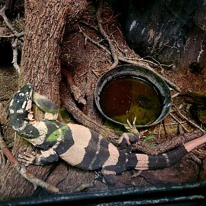 Male Bell's Phase Lace Monitor (Varanus varius)