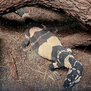 Male Bell's Phase Lace Monitor (Varanus varius)