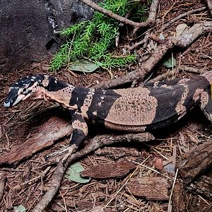 Female Bell's Phase Lace Monitor (Varanus varius)