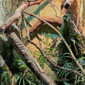 Reptilandia Reptile Lagoon - Solomon Islands Exhibit