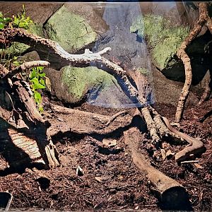Reptilandia Reptile Lagoon - Solomon Island Ground Skink Exhibit