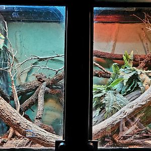 Reptilandia Reptile Lagoon - Spiny-Neck Monitor Exhibit