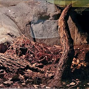 Reptilandia Reptile Lagoon - Blood Python Exhibit