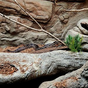 Madagascar Ground Boa (Acrantophis madagascariensis)