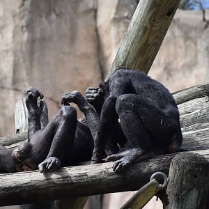 Bonobos