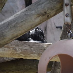 Sleeping Bonobo