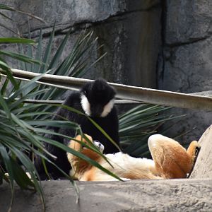 White-cheeked Gibbon