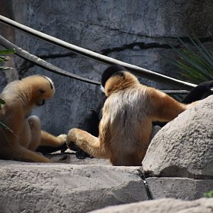 White-cheeked Gibbon Congregation