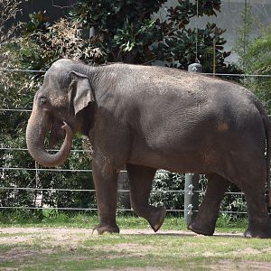 Asian Elephant