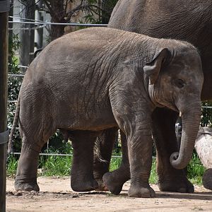 Brazos, the Asian Elephant