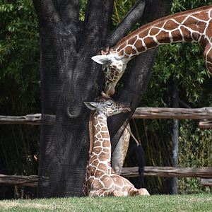 Giraffes