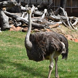 Ostrich