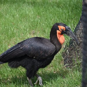 Ground Hornbill