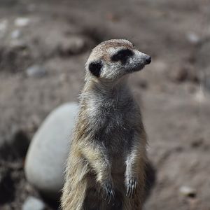Meerkat