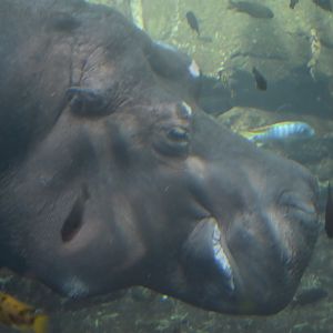 Hippopotamus