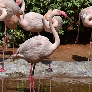 Greater Flamingo