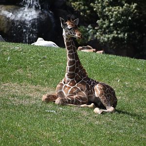 Giraffe Calf