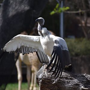 Cape Vulture