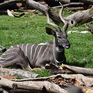 Lesser Kudu