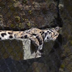 Clouded Leopard