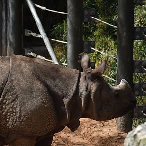 Indian Rhinoceros 2