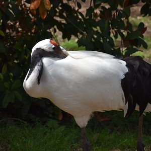 Red-crowned crane