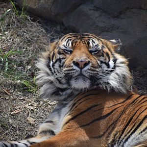 Sumatran Tiger