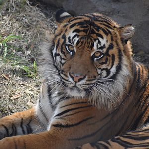 Sumatran Tiger Stare