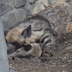 Striped Hyenas