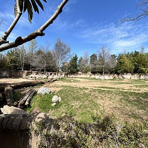 Black Rhino Enclosure