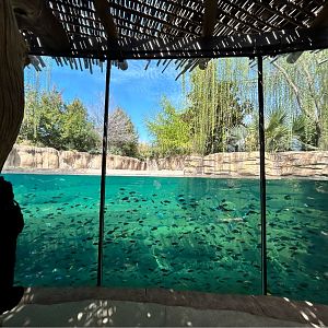 Hippo Underwater Viewing