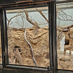 Reptilandia Reptile Lagoon - Guatemalan Beaded Lizard Exhibit