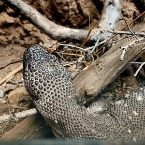 Guatemalan Beaded Lizard (Heloderma charlesbogerti)