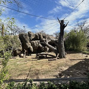 Leopard Enclosure
