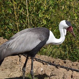 Wattled Crane
