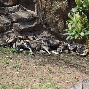 African Wild Dogs