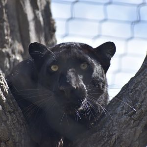 Melanistic Leopard