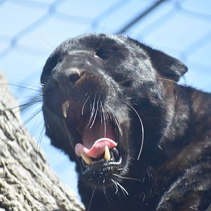 Melanistic Leopard Yawn