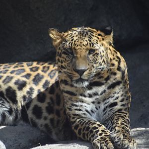 African Leopard