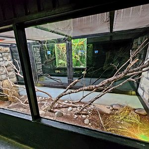 Reptilandia Reptile Lagoon - Carettochelys River