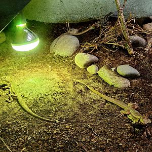 Giant Butterfly Lizards (Leiolepis guttata)