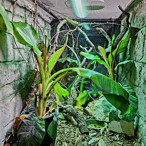 Reptilandia Reptile Lagoon - Central American Tree Boa Exhibit