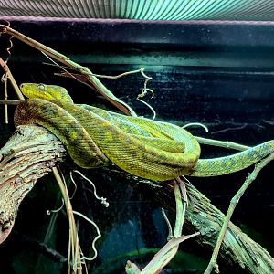 Central American Tree Boa (Corallus ruschenbergerii)
