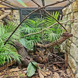 Reptilandia Reptile Lagoon - Western Black Tree Snake Exhibit