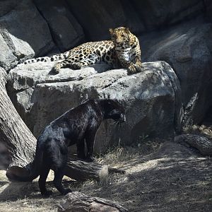 Both Leopards