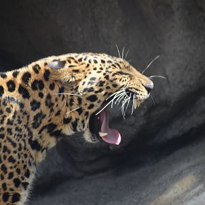 African Leopard Yawn