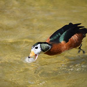 Pygmy Duck