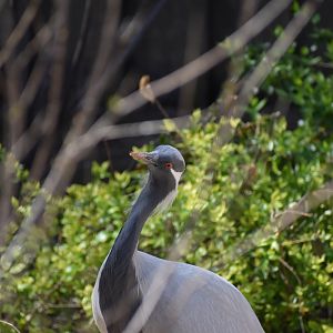 Demoiselle Crane